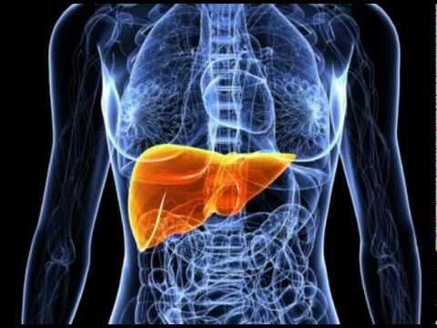 how to locate liver