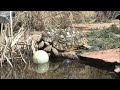 Turtles Drinking at a Pond