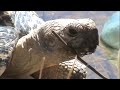 Turtles Drinking at a Pond