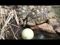 Turtles Drinking at a Pond