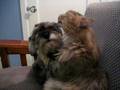 Maine Coon and Schnauzer Love