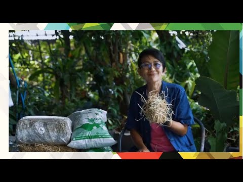 "ฟางทองคำ"ล้ำค่าในหลายมิติ