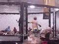 Midget Cage Fight
