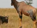 Earthwatch Lions of Tsavo
