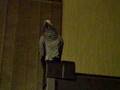 View Video