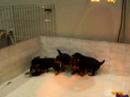 Kopperas Kove Hazel's puppies playing