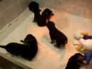Kopperas Kove Hazel's puppies playing