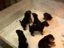 Kopperas Kove Hazel's puppies playing