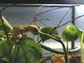 Cameleon Attack