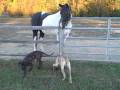 videos de Boerboel Pups on the Farm