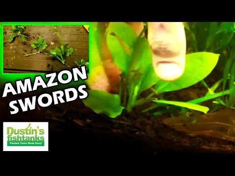 how to plant amazon sword