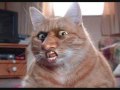Try Not To Laugh or Smile 3 !