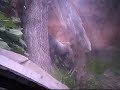 Gorilla attack