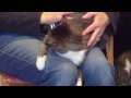 Priscilla the Sweet Cat!