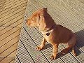 Rhodesian Ridgeback puppy 12 weeks just chilling