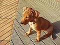 Rhodesian Ridgeback puppy 12 weeks just chilling