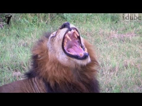 MALE LION YAWN