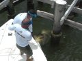 Extreme Jewfish Mayhem w/Captains Chris O'Neill and Ryan Rowan