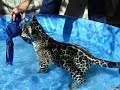 3 month old jaguar goes swimming