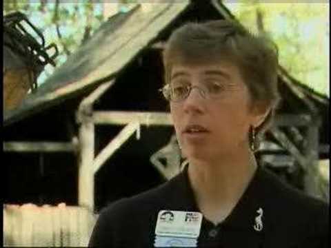 Pocahontas: The Truth  - VOA Story