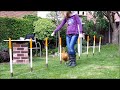 The Agility Chicken - Barnsley 