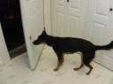 Part 2 of Train Your Dog to Shut Doors using Targeting & the Clicker