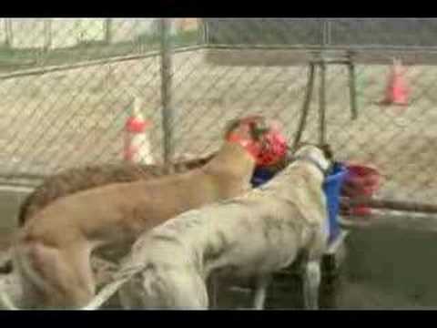 Greyhound Adoption Option