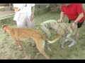 Greyhound Adoption Option
