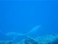 raie manta manihi
