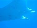 raie manta manihi