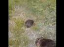 Vandal vs Echidna: Echidna wins!