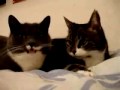 Cat Talking~translation.mp4