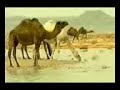 موقع سمان الهرج الشعبي موقع مزاين مزايين الابل ابل بعير ناقه ناقة فحل مجاهيم وضح قصايد قصيده قلطات قلطه شعر اشعارالهاجري القحطاني العتيبي السبيعي اليامي العجمي المري الحربي الدوسري