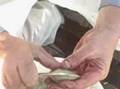 How to open a quahog
