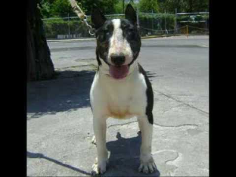 BULLTERRIER INGLES