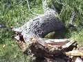 Lightening Blasts Tree - Explosion hurls pieces hundreds of
