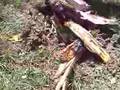 Lightening Blasts Tree - Explosion hurls pieces hundreds of
