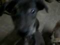 videos de baby barks in the big dog club