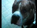 My dogs