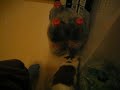 My cute cat Mini