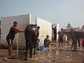 fantasia et tadwicha