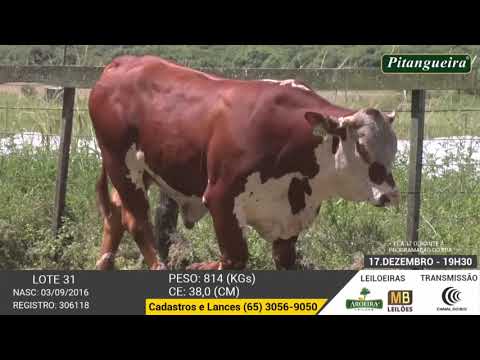 LEILO E DE OLHO NA FAZENDA GRUPO PITANGUEIRA