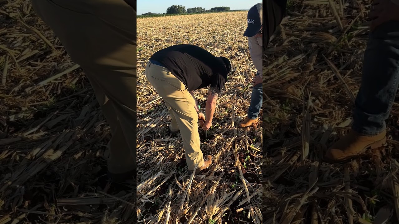 Sonda BRSense no solo