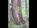 videos de Castro and Roxie Squirrel Hunting