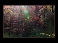 Autumn Autumn