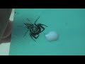 Spiders Drinking Milk Spiders Drinking Milk
