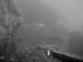spearfishing in corsica pescasub poggi patrick