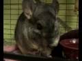 Adopt a Chinchilla \"Mooshu and Pancake\" MSPCA Springfield Adopt a Chinchilla \"Mooshu and Pancake\" MSPCA Springfield