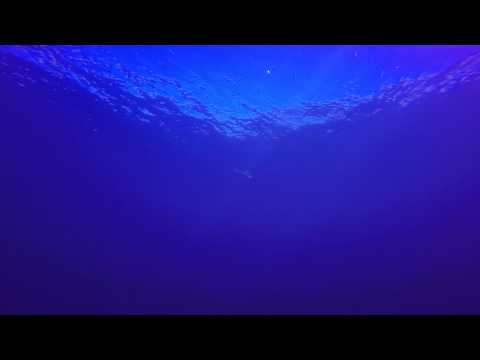 Tiburones martillo en El Hierro