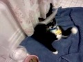 Click here to watch this video Grammys Panda Bear
